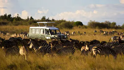 The Great Migration Guide: Witness Nature’s Most Spectacular Show