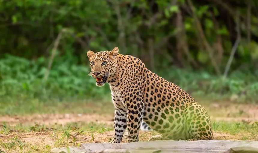 The Ultimate Central India Wildlife Guide: Best Things to Do on a Travigo Safari